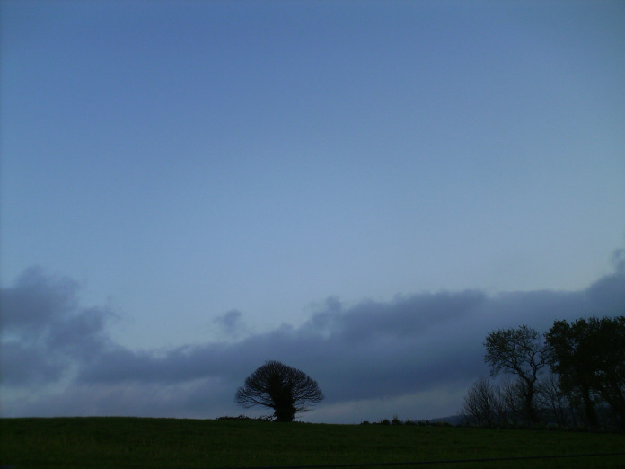mein Freund, der Baum.